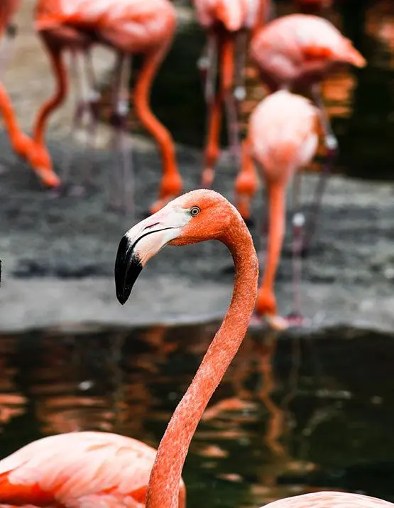 Fenicottero rosa